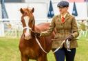 Equine entry from a previous Royal Bath & West Show.