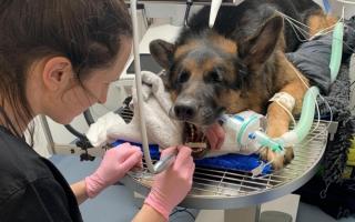 Six-year-old Diesel’s canine tooth was sticking out of his mouth at an angle.
