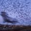 Photos of the murmuration of starlings near Obridge, Taunton, 2010. Email your photos to newsdesk@countygazette.co.uk