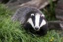 What now for Somerset badger cull as Wales scraps vaccination programme