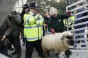 PROTEST: A police officer helps to herd a sheep back into a truck during a Farmers For Action the march