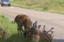 CONSERVATION: The public are being called on to count mammals on the road