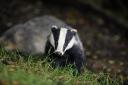 UNDER THREAT: There are reports the badger cull is set to be extended