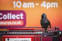 WINNER: 'The Supermarket Starling' taken by Geoff Trevarthen, the winning photograph in the Urban Wildlife category