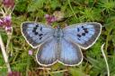 Undated handout photo issued by the Butterfly Conservation of a Large Blue butterfly, as Phillip Cullen, 57,  has appeared in court charged with capturing, killing and possessing specimens of the UK's rarest butterfly. PRESS ASSOCIATION Photo. Issue