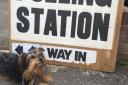 The real fun of election day - #DogsatPollingStations across Somerset