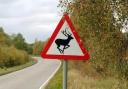 Deer are the animals most likely to be killed on our roads