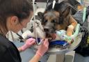 Six-year-old Diesel’s canine tooth was sticking out of his mouth at an angle