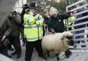 PROTEST: A police officer helps to herd a sheep back into a truck during a Farmers For Action the march