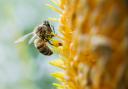 FALLING NUMBERS: Bumblebees