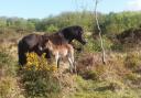 RARE: This young foal is the first from Exmoor’s Warren herd for seven years