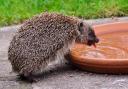 HEATWAVE: Hedgehog shelters and shallow dishes of water could help dehyrdrated hedgehogs this summer  picture: HEDGEHOG STREET
