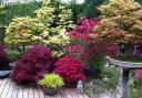 PERFECT POTS: Acers in pots. Picture: Thinkstock/PA