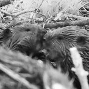 Two beaver kits at the Holnicote Estate in Somerset have been named after England players Alessia Russo and Ella Toone. Picture: National Trust