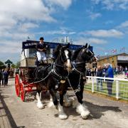 Monty & Max two dark bay shire horses pull the Devizes based Wadworth brewery dray into the main arena at the 2016 Royal Bath & West Show.