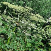 People are being urged not to touch giant hogweed plants. Picture: PCA