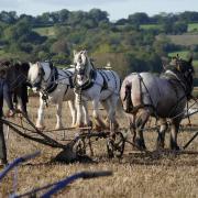 Competitors take part in the Horse Ploughing competition during the 72nd British National Ploughing Championships & Country Festival.