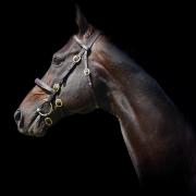 Arrigo, a 16-year-old son of outstanding stallion Shirocco.