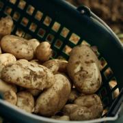 Potatoes being harvested.