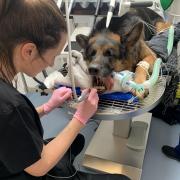 Six-year-old Diesel’s canine tooth was sticking out of his mouth at an angle