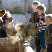 LEARNING: Children will get to discover the world of farming for Open Farm Sunday