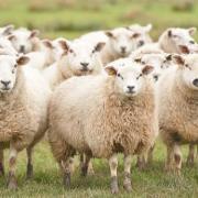 STOLEN SHEEP: 240 sheep were stolen overnight from a field in Langport between July 24/25
