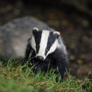 UNDER THREAT: There are reports the badger cull is set to be extended