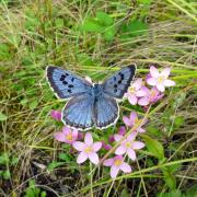 BOOST: Somerset Wildlife Trust has helped the large blue butterfly population thrive