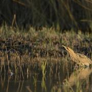 CONSERVATION: Bittern numbers are on the up in Somerset