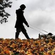 LETTER: Why can't dog owners control their animals?