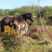 RARE: This young foal is the first from Exmoor’s Warren herd for seven years