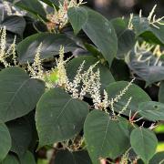 Call in an expert if you spot Japanese knotweed in your garden (PICTURE: Pixabay.com).