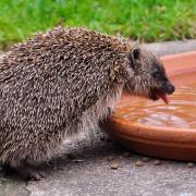 HEATWAVE: Hedgehog shelters and shallow dishes of water could help dehyrdrated hedgehogs this summer  picture: HEDGEHOG STREET