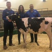 SHOW CALF: "Churchvale Solomon Rachel" consigned by Richard Thomas and family from Carmarthen