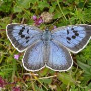 Undated handout photo issued by the Butterfly Conservation of a Large Blue butterfly, as Phillip Cullen, 57,  has appeared in court charged with capturing, killing and possessing specimens of the UK's rarest butterfly. PRESS ASSOCIATION Photo. Issue