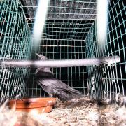 The crow on the farm. Pic: Animal Aid