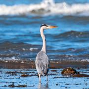 PEERING: A heron on the coast PICTURE: Alan Butt