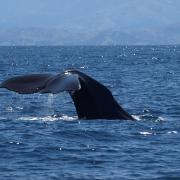 A TALL TAIL: A sperm whale in Kaikoura, New Zealand		      PICTURE: Peter Glanvill