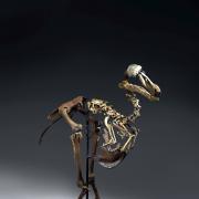 AS DEAD AS: A rare dodo skeleton worth half a million pounds is to go up for auction next month.The last widely accepted sighting of a dodo was in 1662. Picture: SWNS
