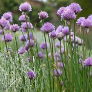 TASTY: Chives. Picture: Tim Sandall/RHS/PA