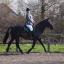 Riding Lessons