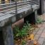 Nominate your weed hotspots in Taunton