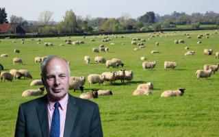 Sheep grazing in a field in Somerset. Inset: Ian Liddell-Grainger, MP.