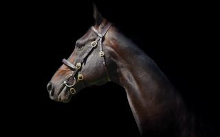 Arrigo, a 16-year-old son of outstanding stallion Shirocco.