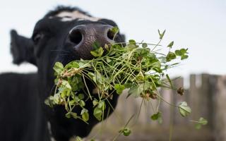 Cow with a mouthful of clover.