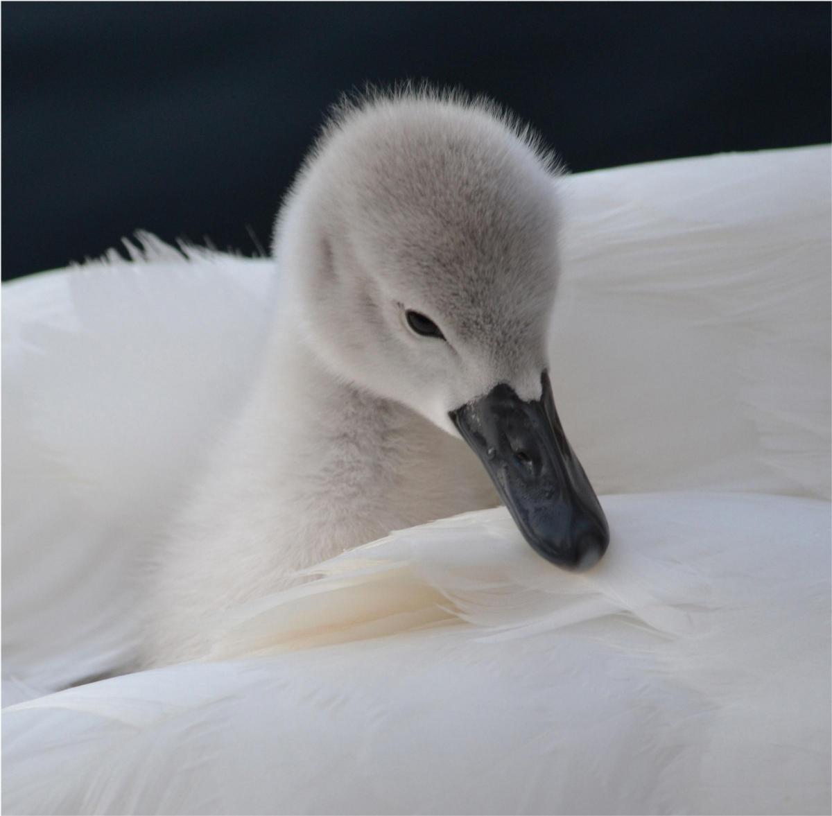 'Cygnet with Swan' taken by Seren Waite, the winning photograph in the Under-12 category