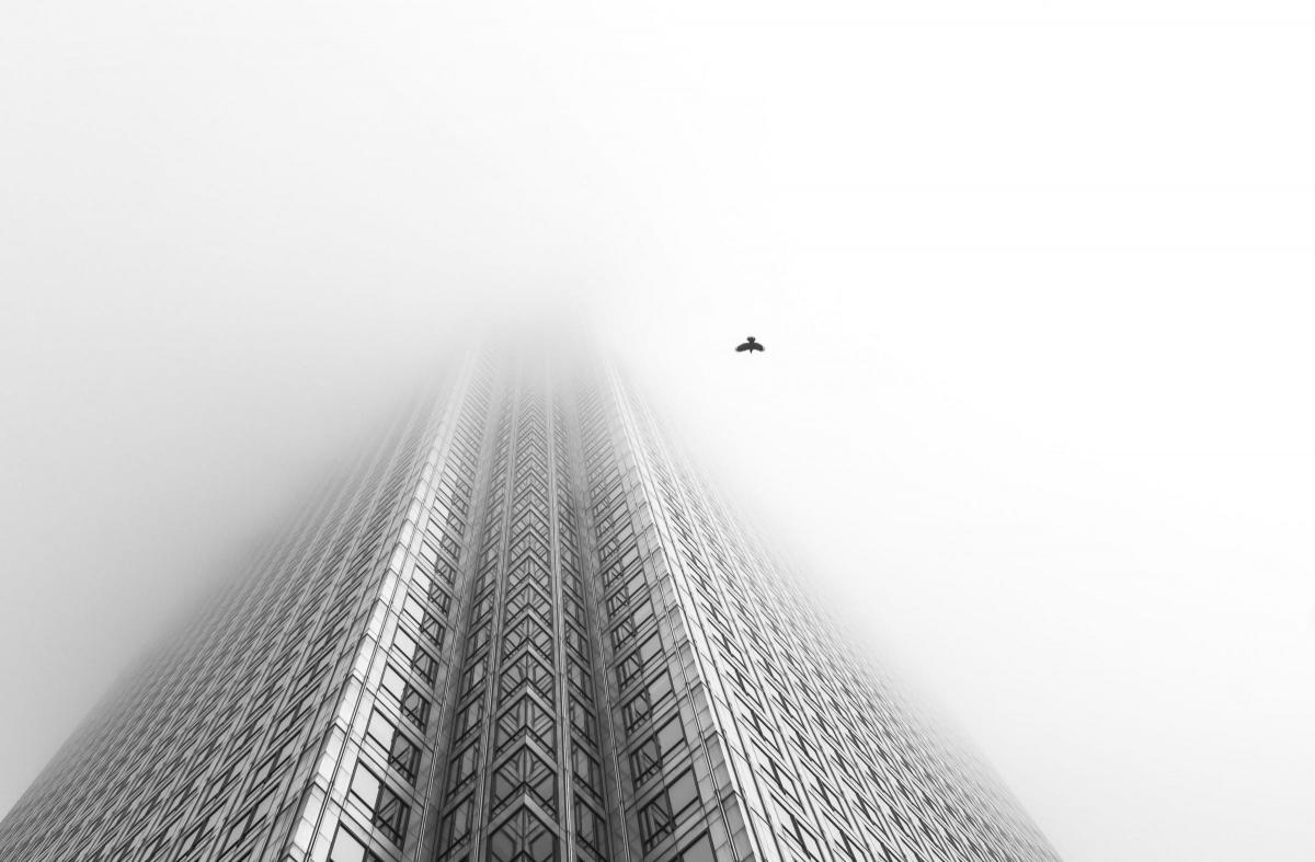 'Free Bird' taken by Chaitanya Deshpande, the winning photograph in the British Nature in Black and White category