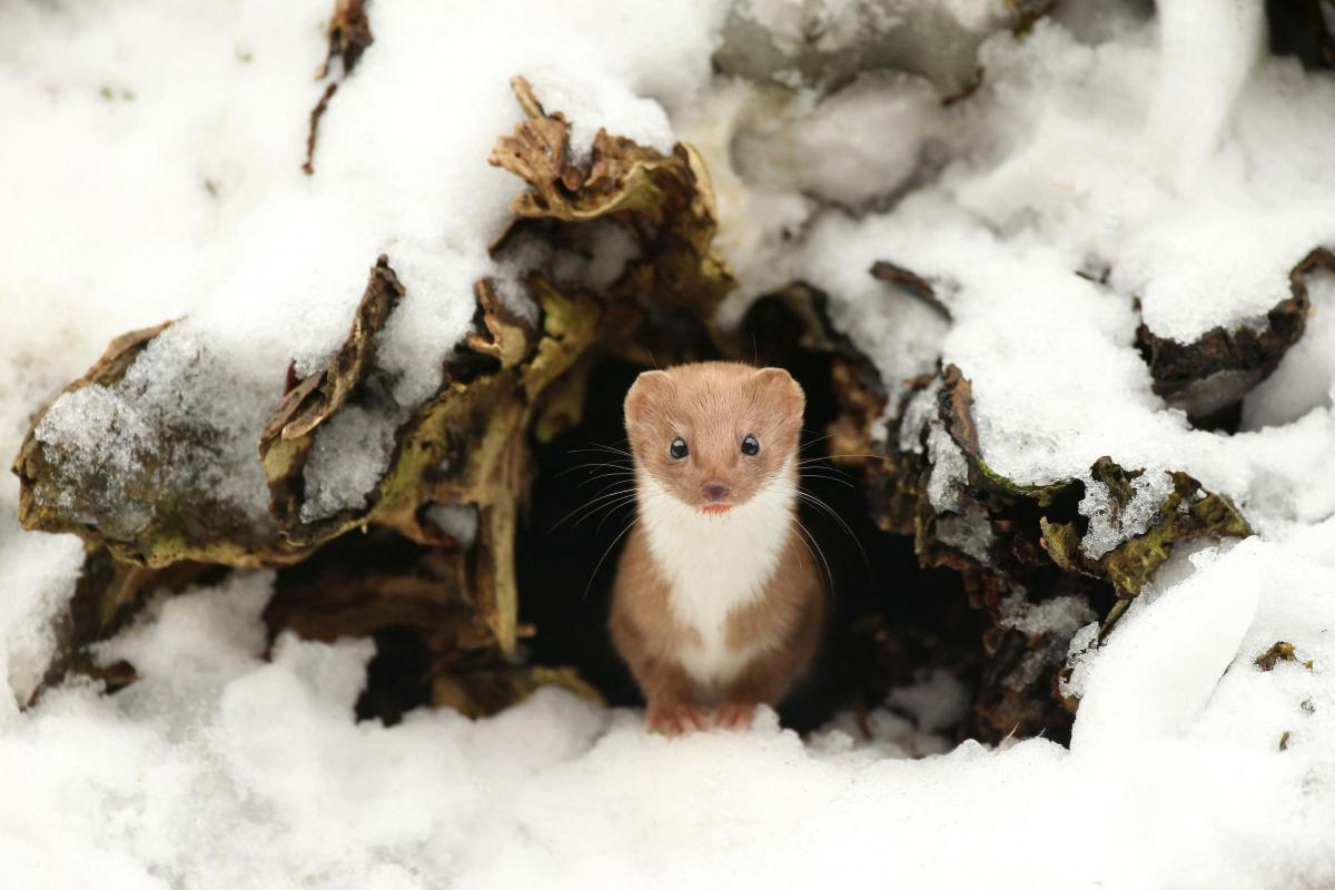 'Common Weasel' taken by Robert E Fuller, the winning photograph in the British Seasons (Winter) category