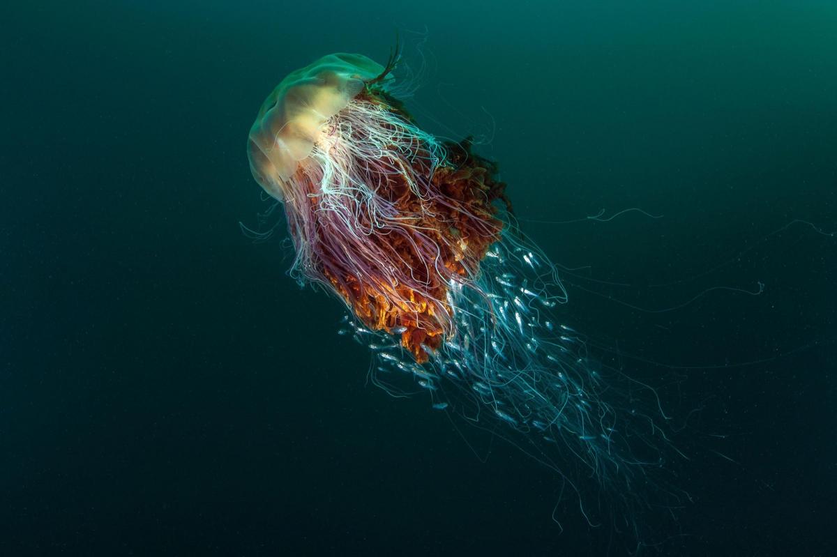 'Hitchhikers' (a Lion's mane jellyfish) taken by George Stoyle, the winning photograph in the Coast and Marine category and BWPA 2016 overall winner