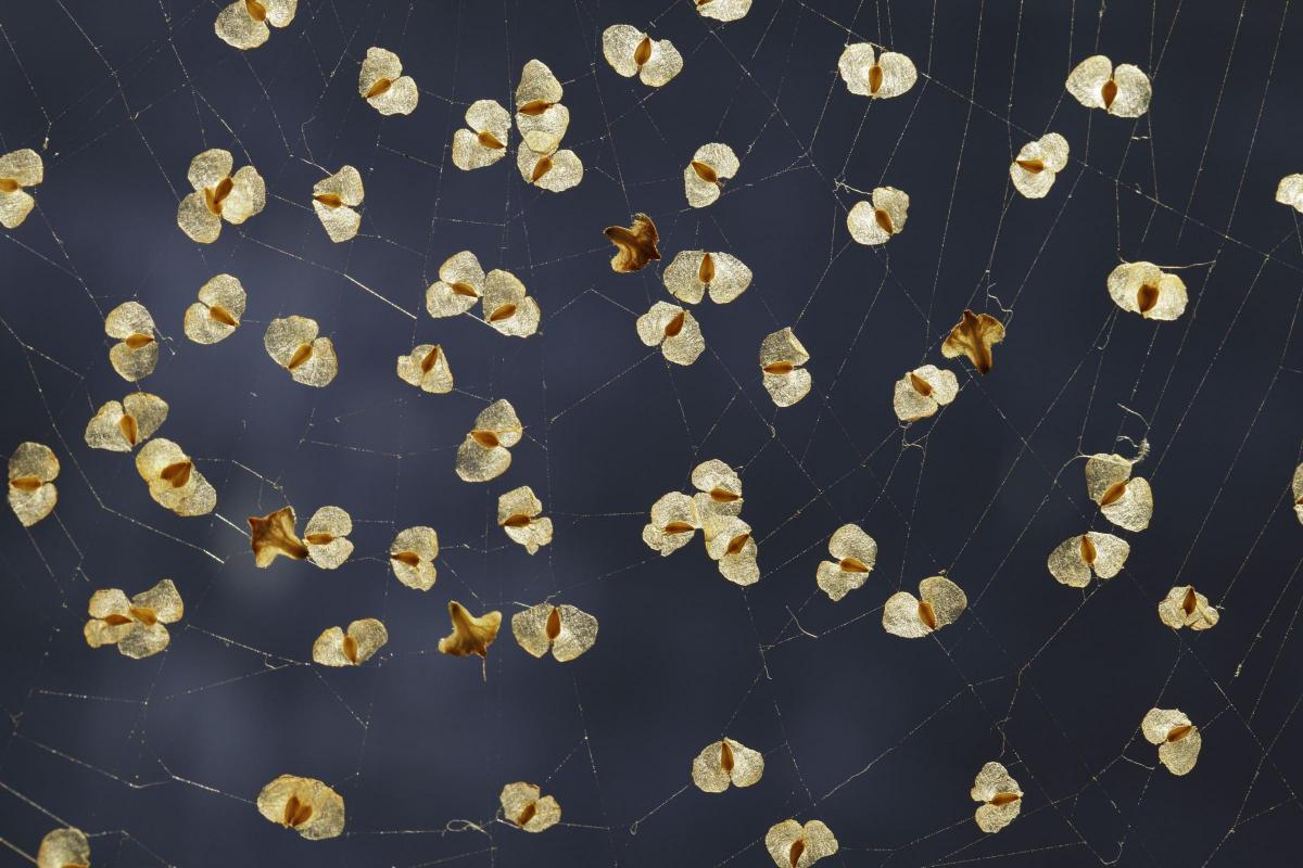 'Bird Seed' (Silver birch seeds in a Garden Spider web) taken by David Maitland, the winning photograph in the Botanical category
